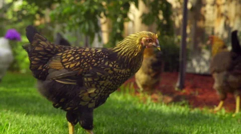 Group of chickens look for food Stock Footage 59663988