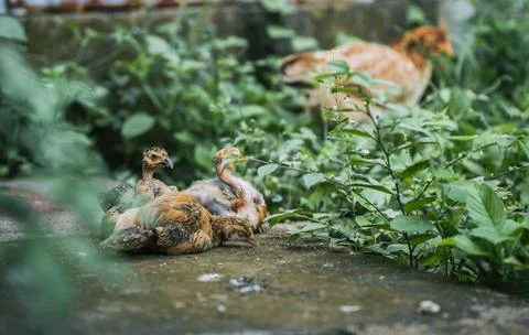 Group of chickens lying on the ground in the yard Stock Photos