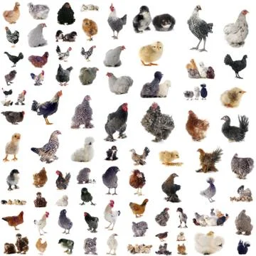 Group of chickens Stock Photos