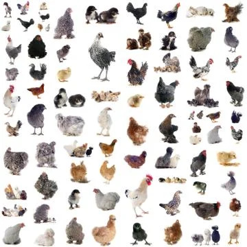 Group of chickens Stock Photos