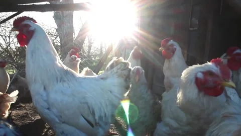 A group of chickens is seen basking in the warm rays of the morning sun on a Stock Footage 292755340
