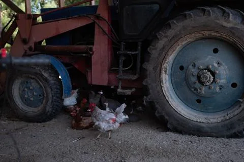 A group of chickens sitting under a large tractor Stock Photos
