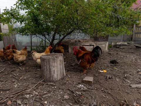 A group of chickens standing next to a tree in a yard Stock-Fotos