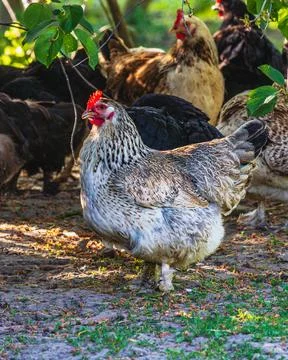 A group of chickens stands under a tree Stock Photos