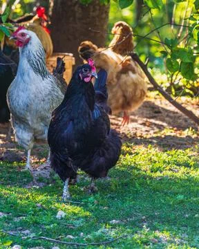 A group of chickens stands under a tree Stock Photos