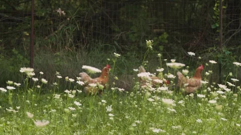 Group of chickens walking through tall grass on a country farm Vídeos de archivo 314583973
