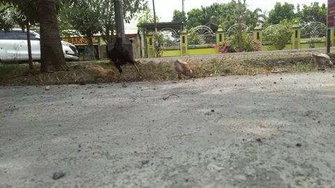 A group of chickens in the yard to walk on the grass looking for food Stock Footage 162628832