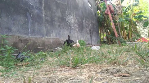 A group of chickens in the yard to walk on the grass looking for food Stock Footage 163098468