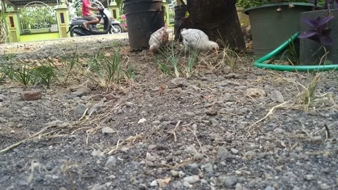 A group of chickens in the yard to walk on the grass looking for food Stock Footage 163098510