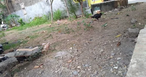 A group of chickens in the yard to walk on the grass looking for food Stock Footage 163099542
