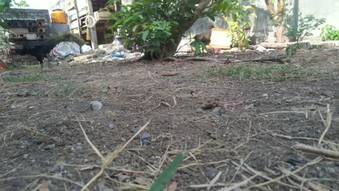 A group of chickens in the yard to walk on the grass looking for food Stock Footage 163099636