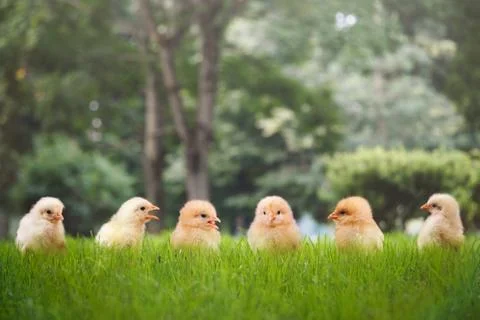 Group of Chicks in different poses in the green grass Stock Photos