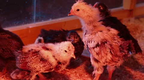 Group of chicks Stock Footage 42803076