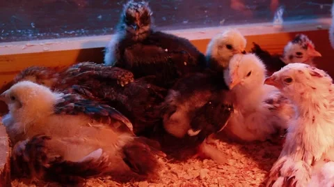 Group of chicks Stock Footage 42803149