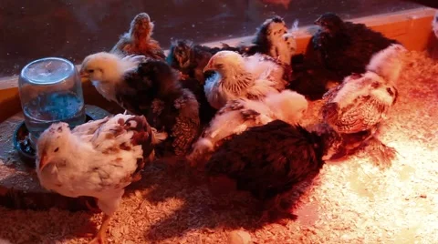 Group of chicks Stock Footage 42803155