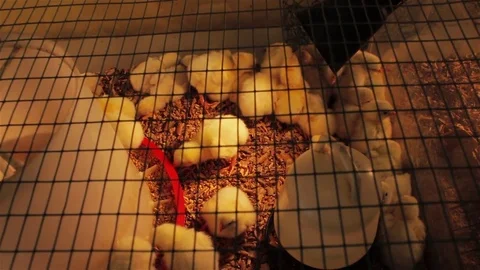 A group of chicks Stock Footage 80185633