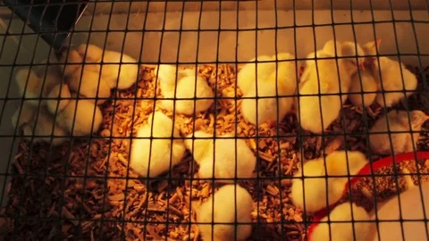 A group of chicks. Stock Footage 80186424