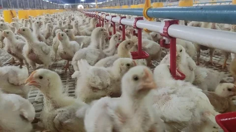 A group of chicks Stock Footage 280103818