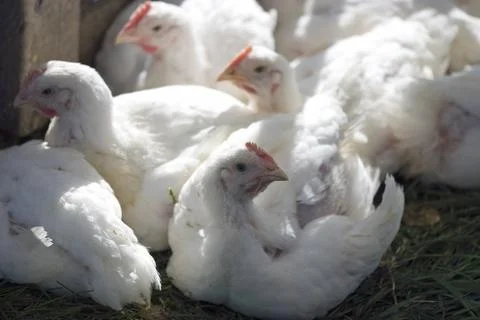 Group of chicks Foto stock