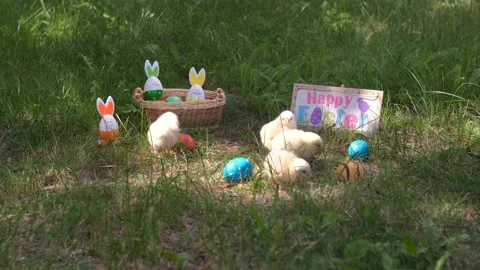 Group of Chicks Resting on Grass in Easter Day Stock Footage 168236724