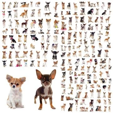Group of chihuahuas Stock-Fotos