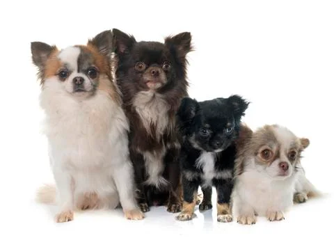 Group of chihuahuas Stock Photos