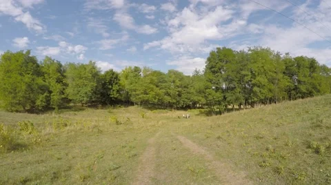 A group of children makes a run through the park with a teacher. Video stock 54635502