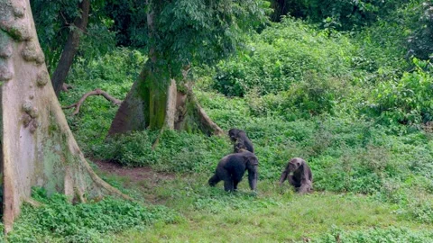 Group of chimpanzees sits, Chimpanzee Island, Entebbe, Uganda Stock Footage 333348787