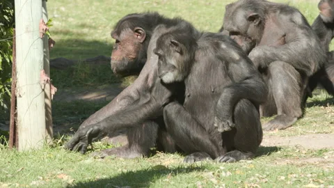A group of chimpanzees sitting down and eating blades of grass in an Stock Footage 202015790