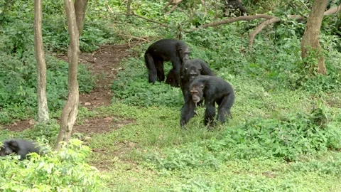 Group of chimpanzees walks along the ground, Chimpanzee Island, Entebbe, Uganda Stock Footage 333274662