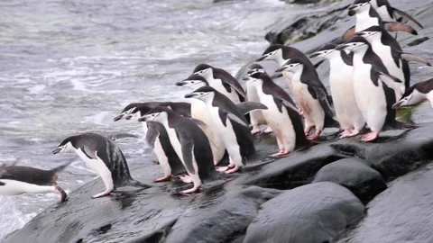 Group of chinstrap penguins diving from the shore to feed on krill in Antarctica Stock Footage 140790460