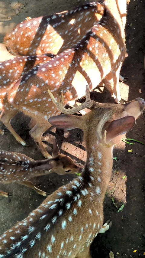 A group of chital deer Stock Footage 337648482