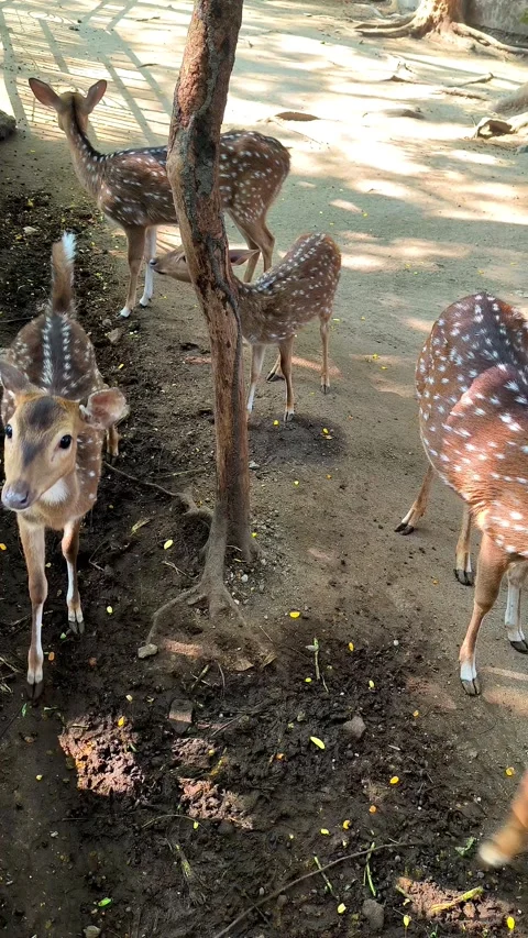 A group of chital deer Stock Footage 337648523