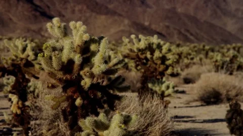 Group of cholla cacti in desert with mountain background Stock Footage 329762354