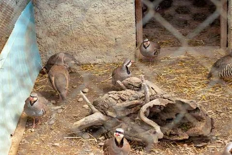 Group of chukar partridges standing on dry ground inside an aviary with woo.. Stock Photos