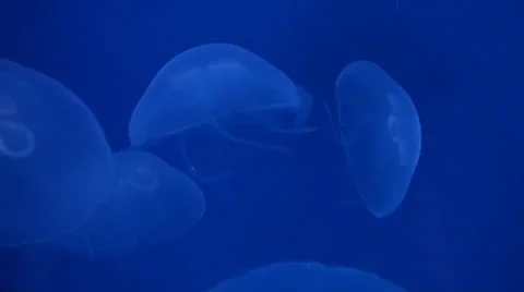 Group of circle jellyfish Stock-Footage 39794196