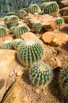 Group of circular cactus Stock Photos