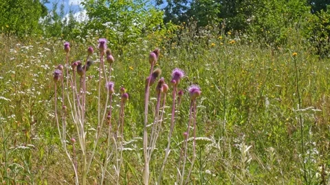 Group of Cirsium purple thistle blooming flowers in wide wild meadow Stock Footage 341349901