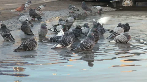 A group of city pigeons bathe in a big dirty puddle Vídeos de archivo 96271753