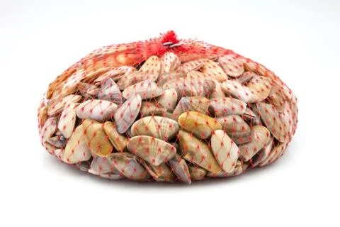 Group of clams Stock Photos