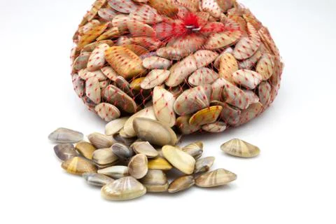 Group of clams Stock Photos
