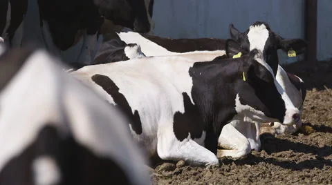 Group of clean black and white cows resting in the sun lying on the ground Vídeo Stock 51783465