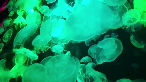 Group of clear, long-tailed jellyfish swimming Stock Footage 259375236