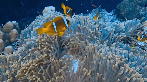 A group of clownfish nestles within the protective tentacles of a sea anemone. Stock Footage 277967448
