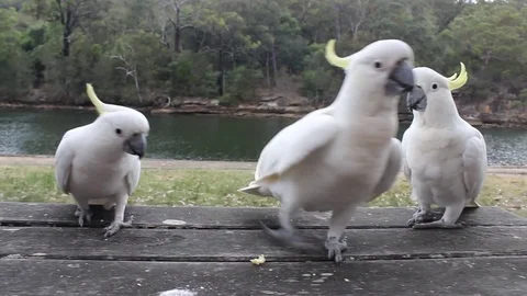 Group of Cockatoos 스톡 동영상 76105676