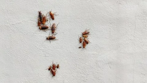 Group of cockroaches on plaster wall. Stock Photos