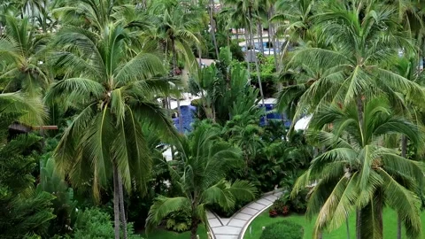 Group of coconut palm trees with pools in the background Stock Footage 211914153