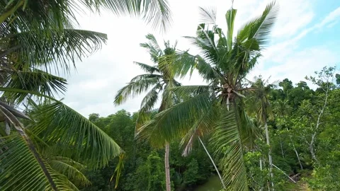 Group of coconut palm trees swaying in tropical breeze in Palawan, Philippines Stockbeeldmateriaal 319737814