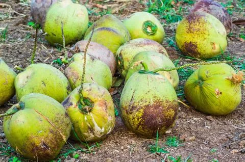 Group of coconut Stock Photos