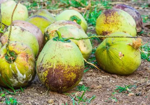 Group of coconut Stock Photos